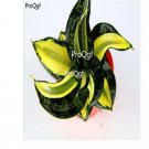 Ngryise 2Pcs A Set Sansevieria trifasciata haixuan plant