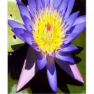 Ngryise 100Pcs BLUE LOTUS Nymphaea Caerulea seed