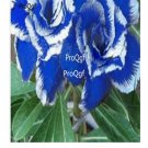 Ngryise 3Pcs A Set blue white Adenium Obesum small plant