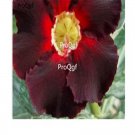 Ngryise 3Pcs A Set dark red  Adenium Obesum small plant