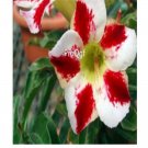 Ngryise 3Pcs A Set white red spot  Adenium Obesum small plant
