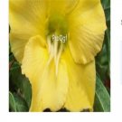 Ngryise 3Pcs A Set light yellow Adenium Obesum small plant