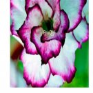 Ngryise 3Pcs A Set white with purple stripe Adenium Obesum small plant