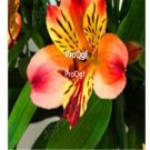 Ngryise 30Pcs A Set leopard style lily flower bulb