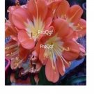 Ngryise 3Pcs A Set champagne color Clivia miniata  plant