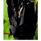 Prodgf 20Pcs A Set Paeonia lactiflora Peony Flower Bulb
