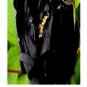 Prodgf 20Pcs A Set Paeonia lactiflora Peony Flower Bulb