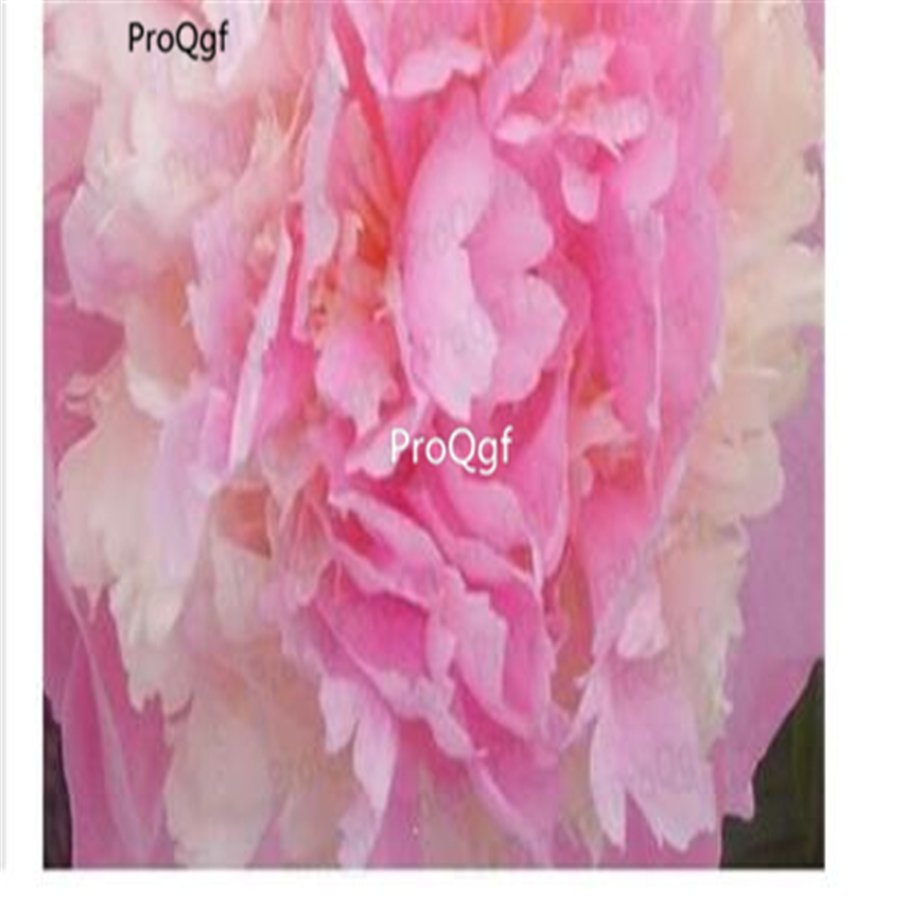Prodgf 20Pcs A Set pink rare Paeonia lactiflora Peony Flower Bulb