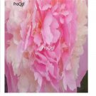 Prodgf 20Pcs A Set pink rare Paeonia lactiflora Peony Flower Bulb