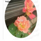 Prodgf 300Pcs A Set pink tropaeolum Majus Flower seed