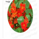 Prodgf 300Pcs A Set orange tropaeolum Majus Flower seed