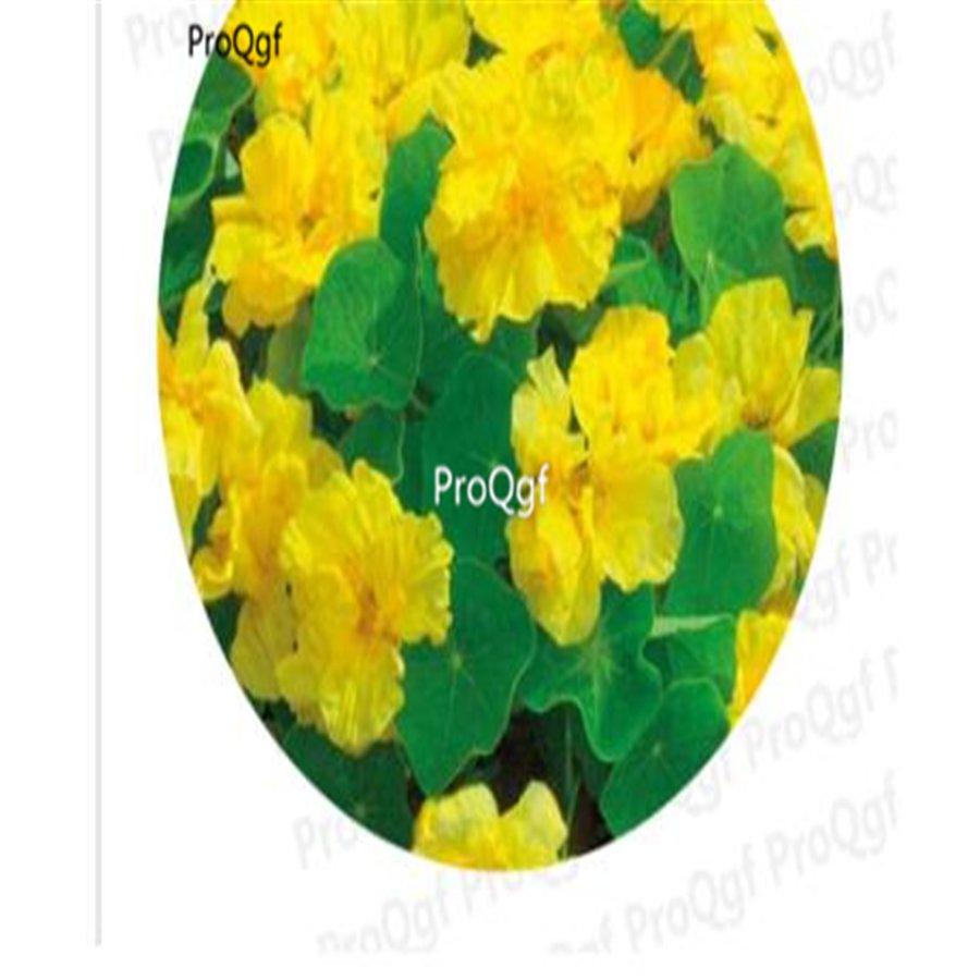 Prodgf 300Pcs A Set light yellow tropaeolum Majus Flower seed