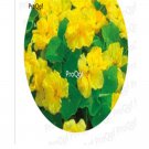 Prodgf 300Pcs A Set light yellow tropaeolum Majus Flower seed