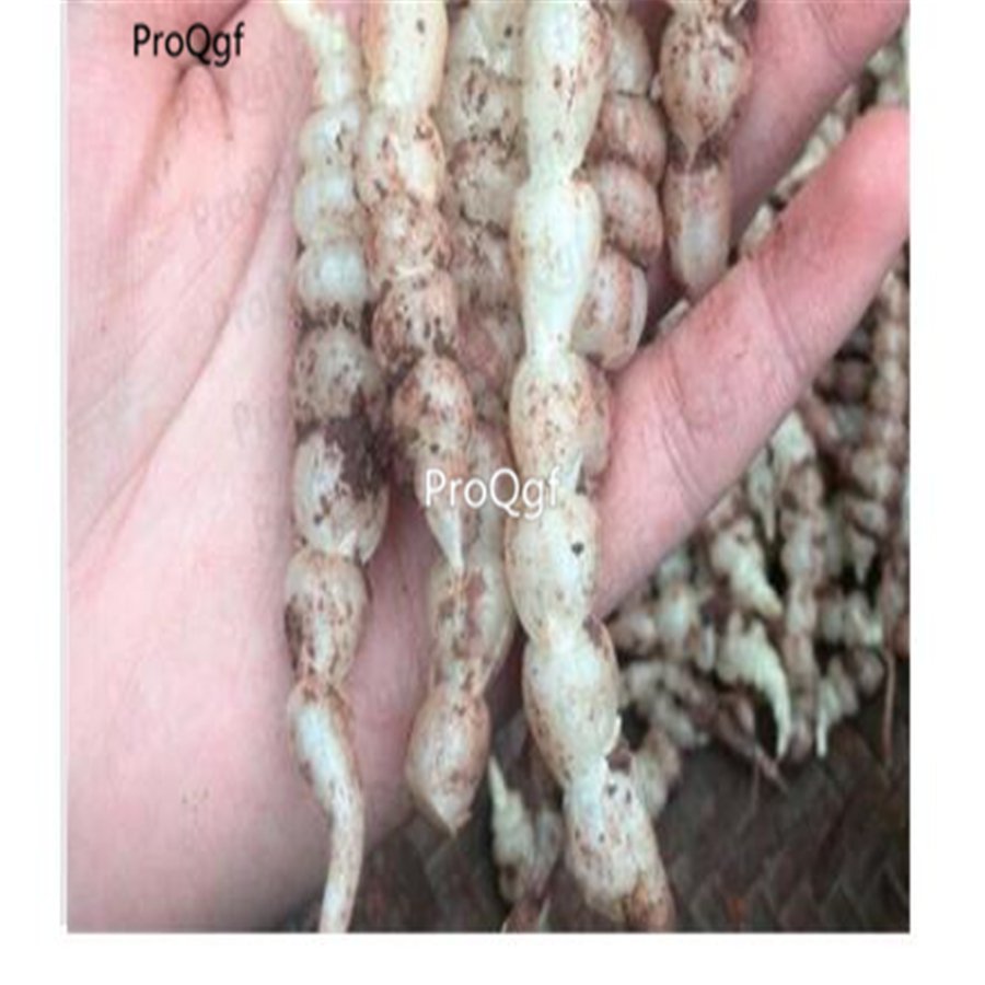 Prodgf 10Pcs A Set Zingiber mioga Root Stachys sieboldi