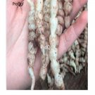 Prodgf 10Pcs A Set Zingiber mioga Root Stachys sieboldi