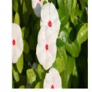 Prodgf 6000Pcs white Impatiens hawkeri var. ramosa seed