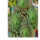 Prodgf 10Pcs Oxalis palmifrons Namaquensis bulb
