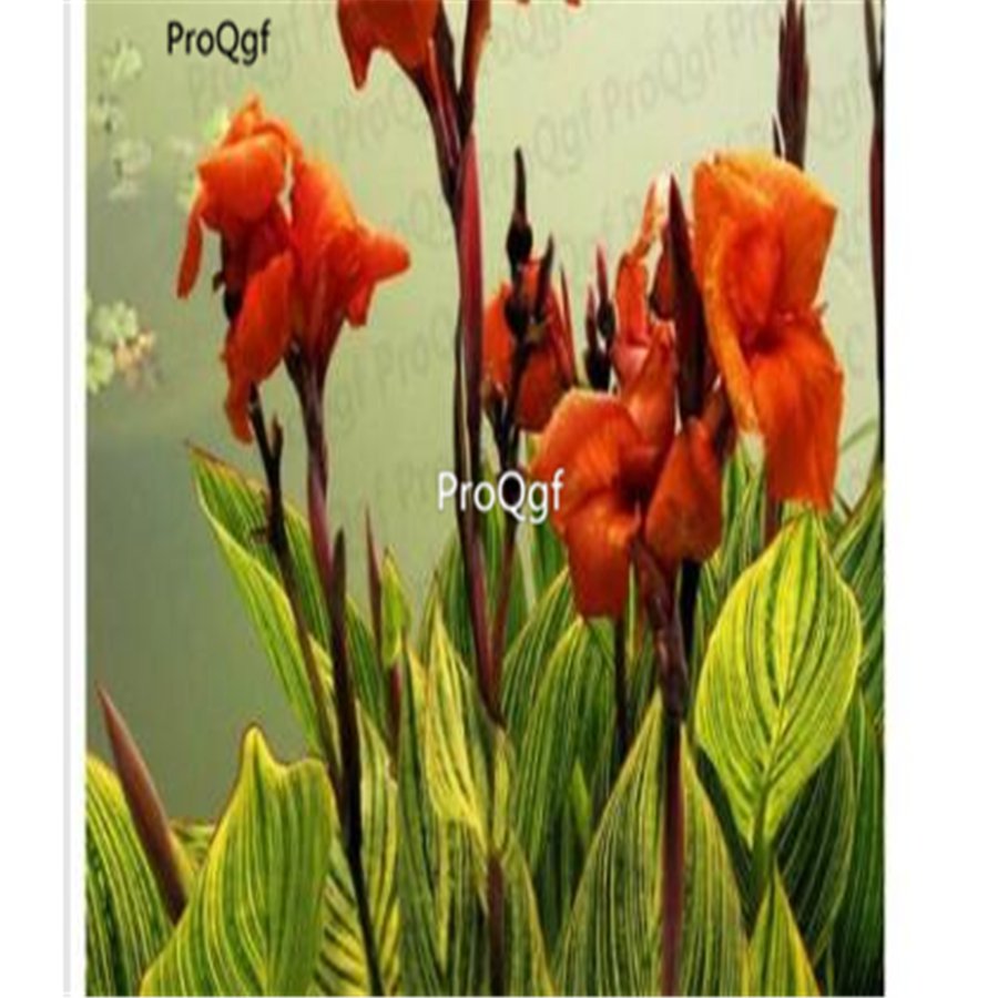 Prodgf 5Pcs red Canna glauca Flower Bulb