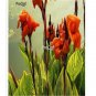 Prodgf 5Pcs red Canna glauca Flower Bulb