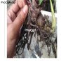 Prodgf 5Pcs red Canna glauca Flower Bulb