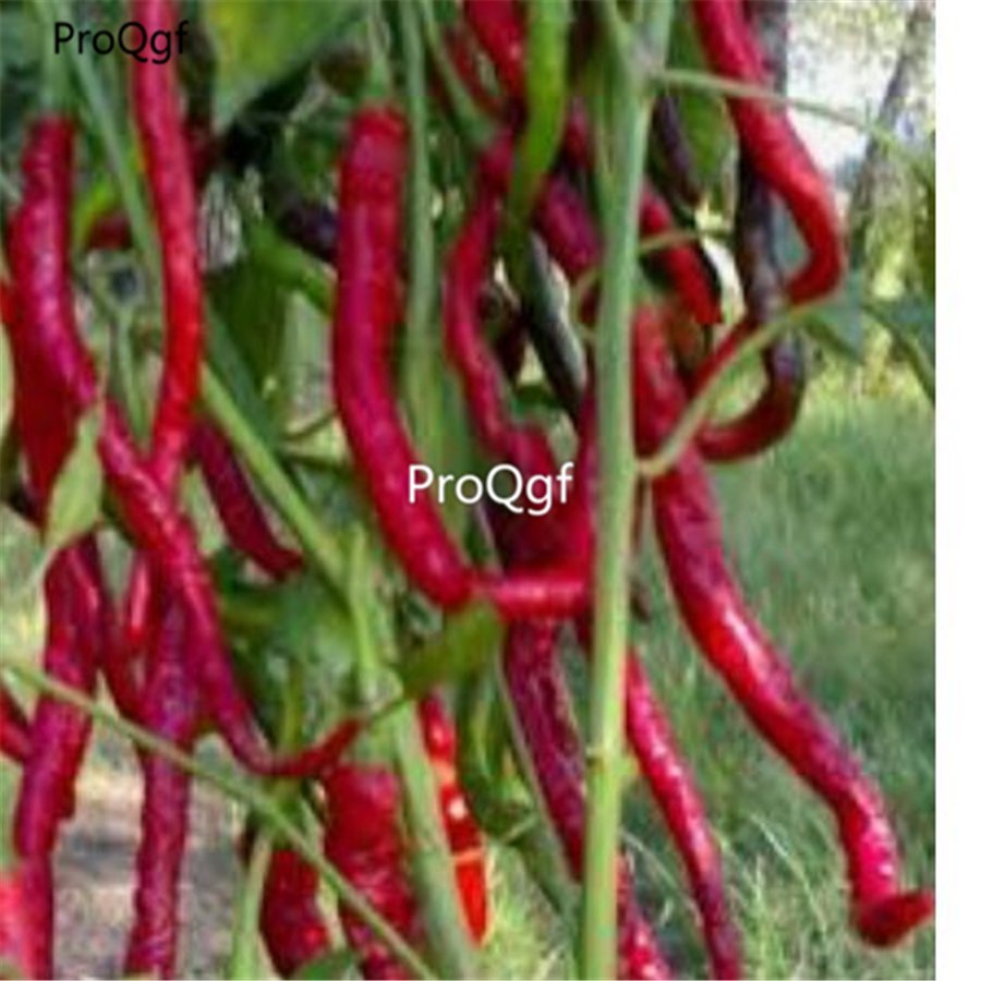 Prodgf 6000Pcs watermelon chilli pepper seed