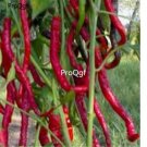 Prodgf 6000Pcs watermelon chilli pepper seed