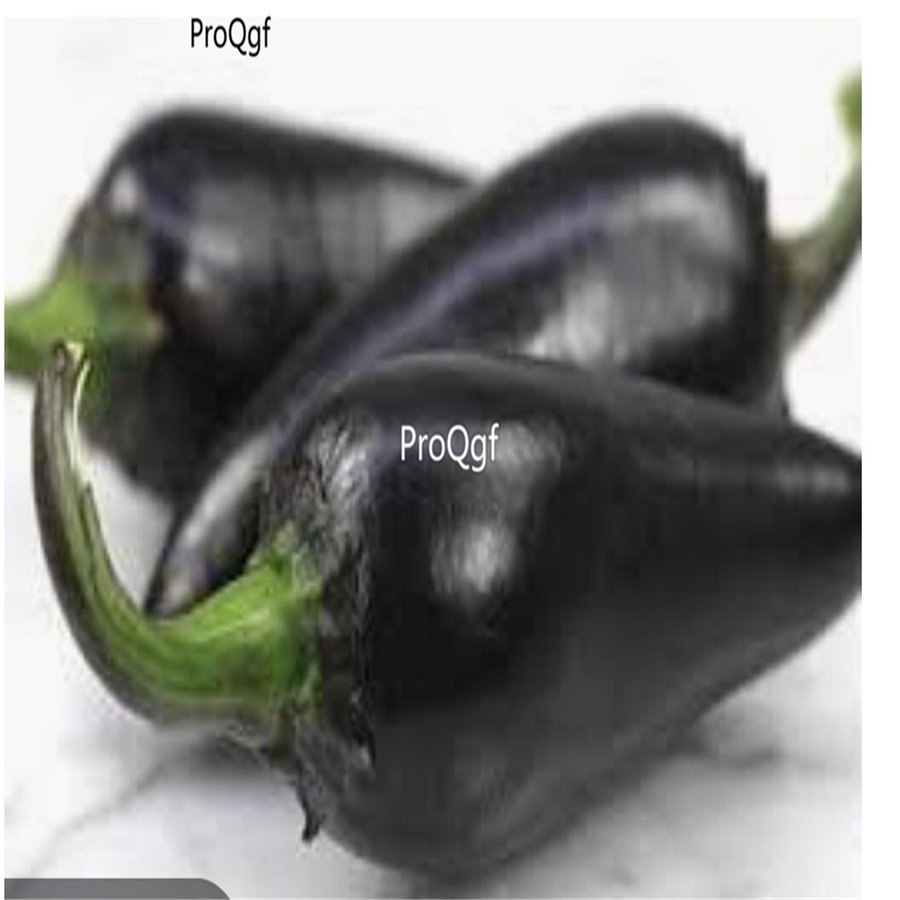 Prodgf 6000Pcs black hungarian pepper seed