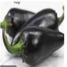 Prodgf 6000Pcs black hungarian pepper seed