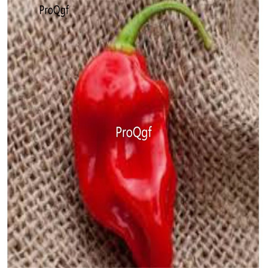 Prodgf 6000Pcs red sweet datil pepper seed