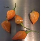 Prodgf 6000Pcs zambia orange pepper seed