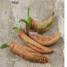 Prodgf 6000Pcs macedonien poivre pepper seed