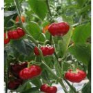 Prodgf 6000Pcs aji pumpkin shape pepper seed