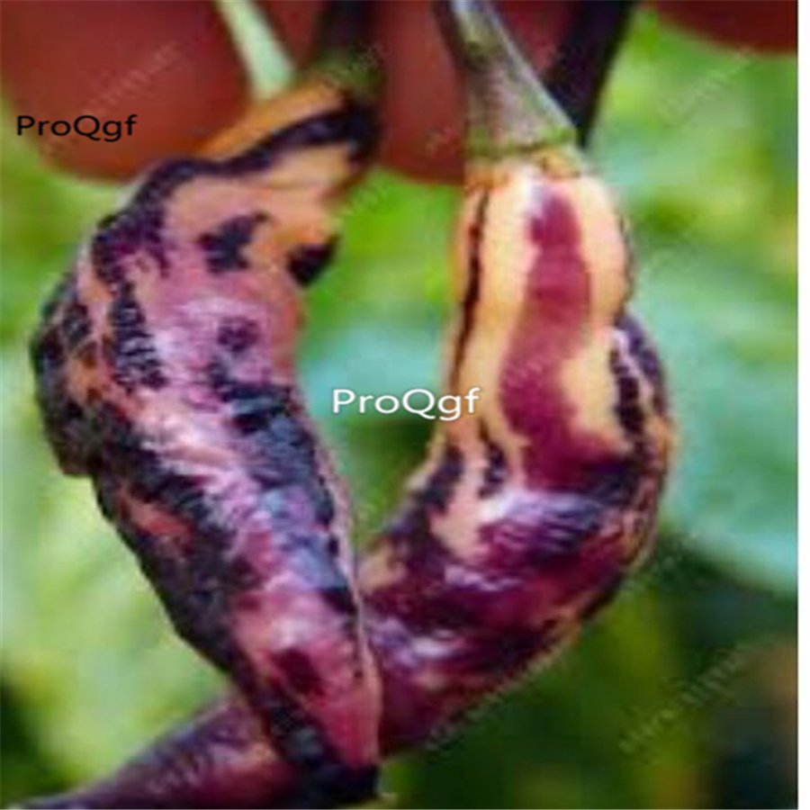 Prodgf 6000Pcs rare tiger pepper seed