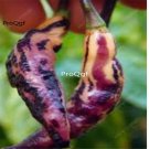 Prodgf 6000Pcs rare tiger pepper seed