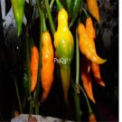 Prodgf 6000Pcs orange teapot pepper seed