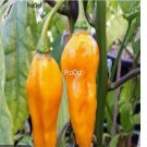 Prodgf 6000Pcs yellow devil tongue pepper seed