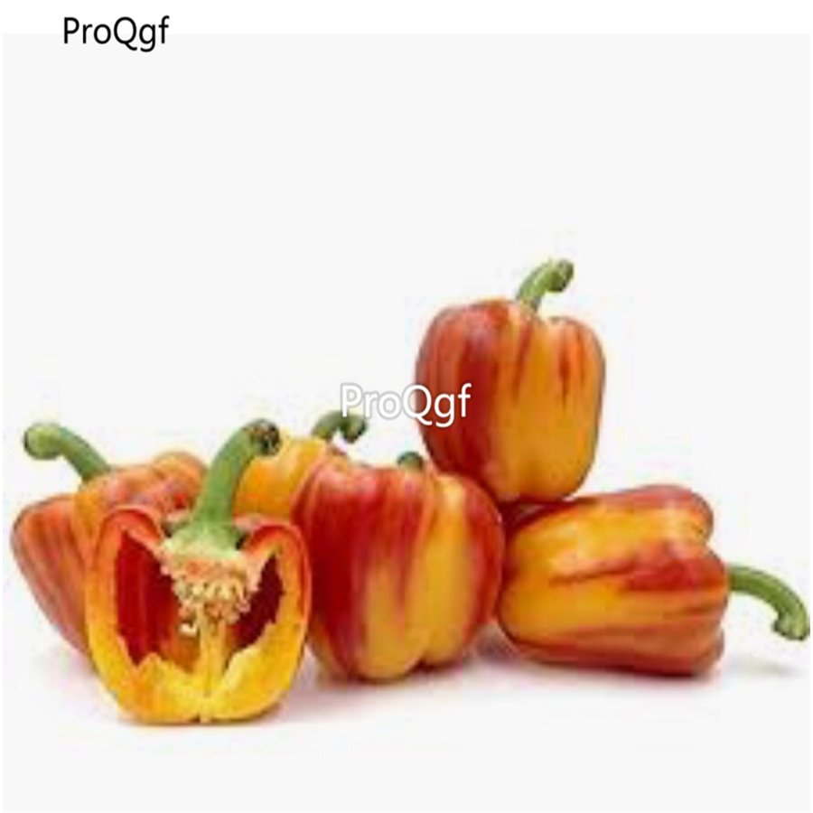 Prodgf 6000Pcs holland bell pepper seed