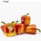 Prodgf 6000Pcs holland bell pepper seed