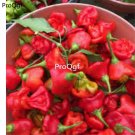 Prodgf 6000Pcs nepalese bell pepper seed