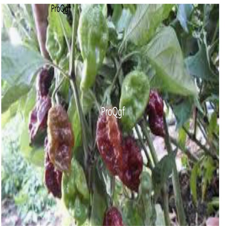 Prodgf 6000Pcs chocolate carolina pepper seed