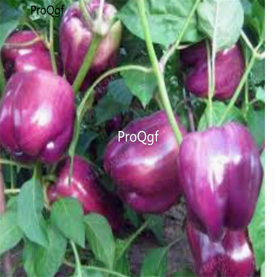 Prodgf 6000Pcs purple bell pepper seed