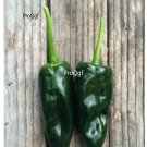 Prodgf 6000Pcs mexico poblano pepper seed