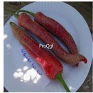 Prodgf 6000Pcs red albanian pepper seed
