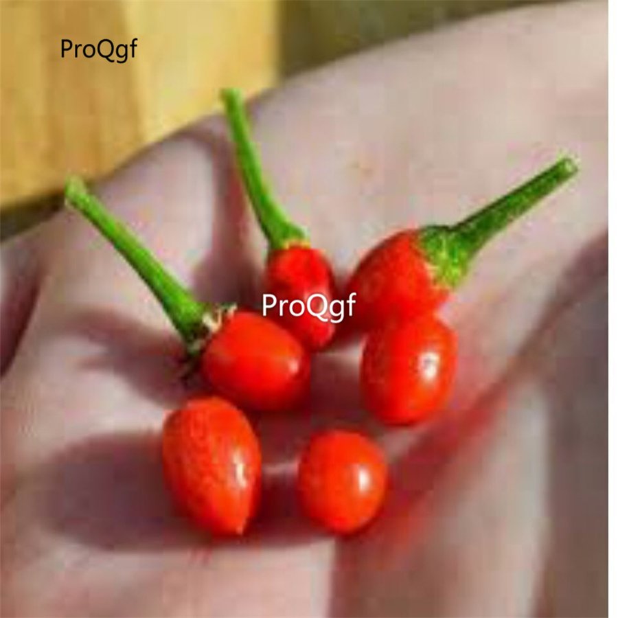 Prodgf 6000Pcs red chiltepin pepper seed