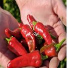 Prodgf 6000Pcs red concho pepper seed