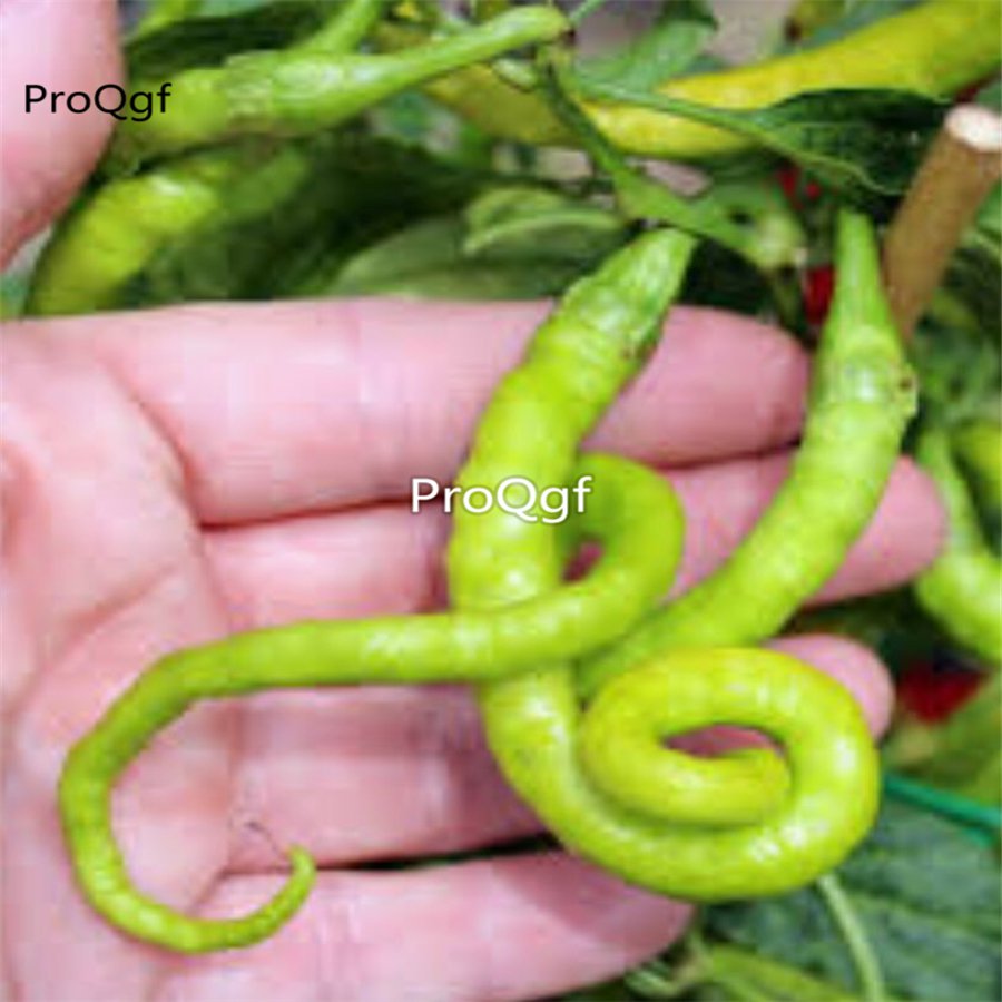 Prodgf 6000Pcs turkish snake chilli pepper seed