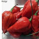 Prodgf 6000Pcs naga viper pepper seed