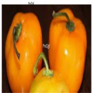 Prodgf 6000Pcs apple shape orange pepper seed