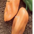 Prodgf 6000Pcs burning bush champagne pepper seed