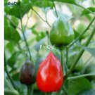 Prodgf 6000Pcs dundicut chilli pepper seed